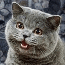 meme cat
