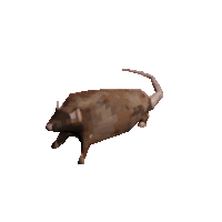 Meme Spinning Rat